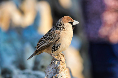 社交Weaver (Philetairus socius) -纳米比亚非洲