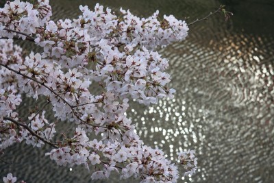 樱花和日本横滨大冈河水面