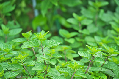 薄荷