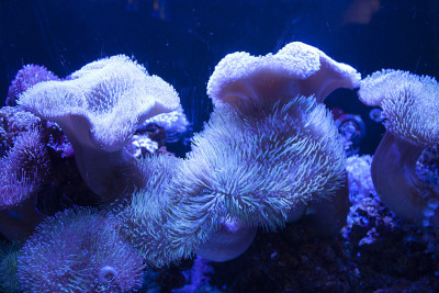 水下海洋生物