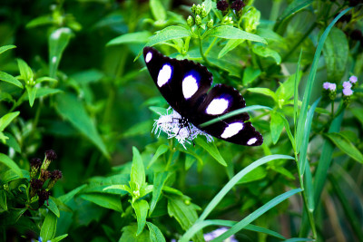 Eggfly蝴蝶