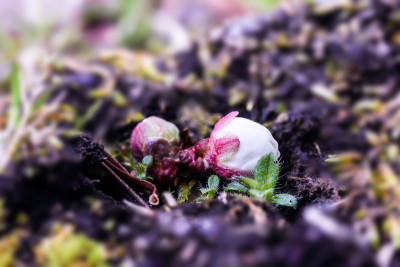 日本梅花的花蕾