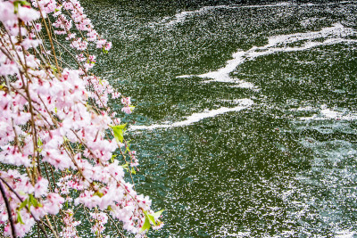 樱花河