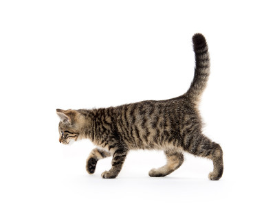 白色的斑猫