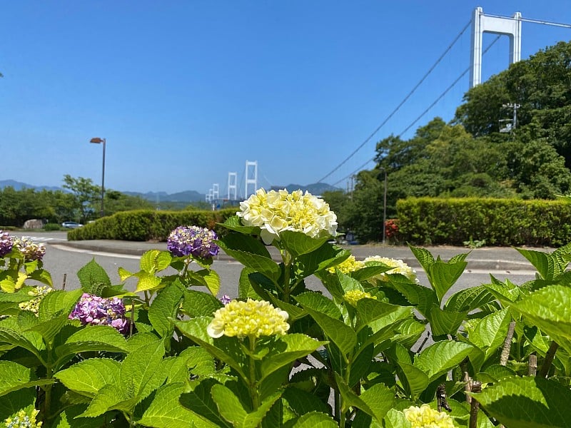 绣球和黑岛海峡大桥