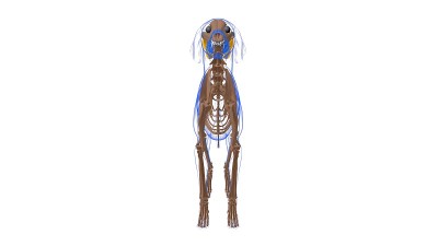 股内侧肌为医学概念3D狗肌肉解剖