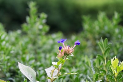 五彩缤纷的鲜花。
