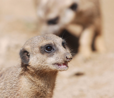 suricate