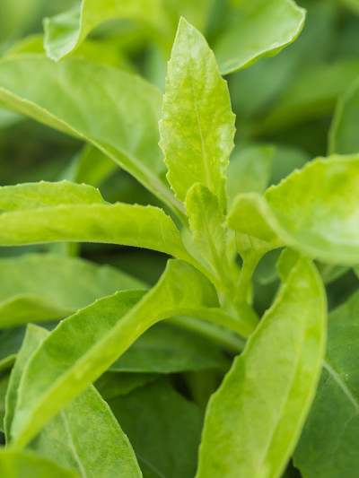 近距离拍摄的绿色草本植物叶子叫紫堇(Gynura)