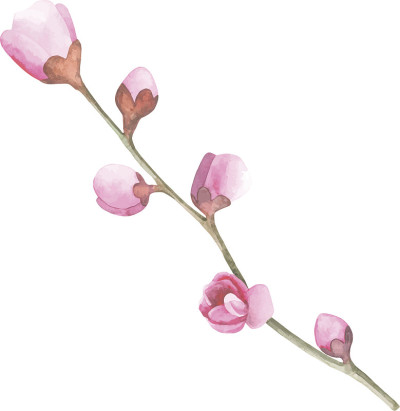 水彩樱花。手画樱花、樱花枝和花。