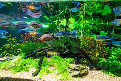 水族馆里蓝色的水里五颜六色的鱼