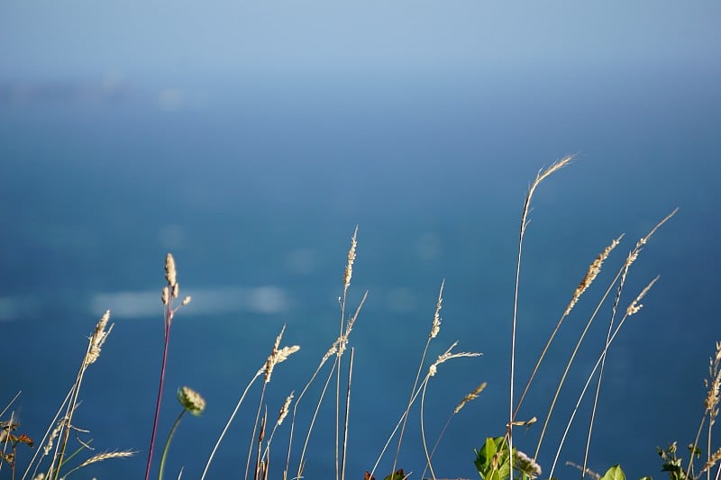 沿海草