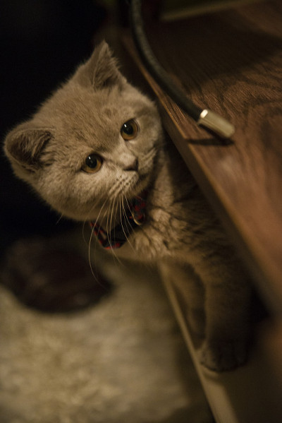 一只苏格兰折耳猫在玩玩具的时候，从咖啡桌下面探出头来