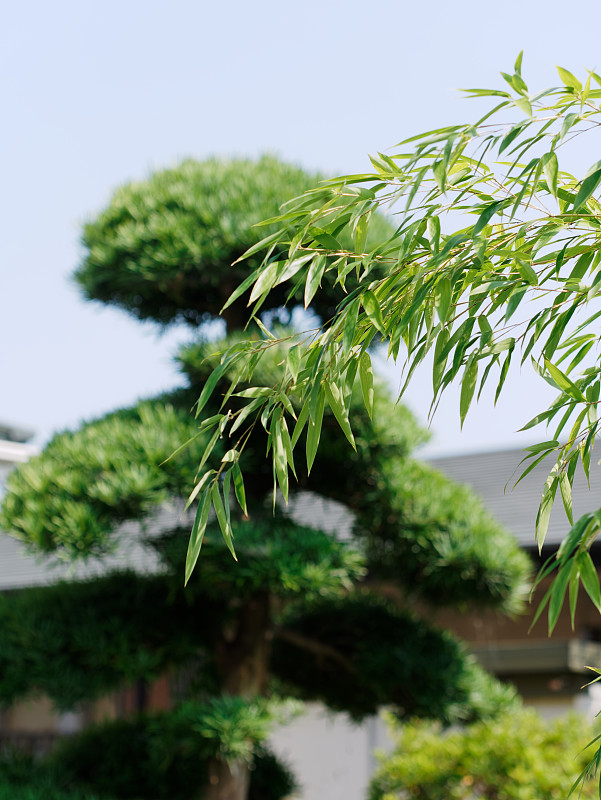 日本花园中的竹叶和园林树木