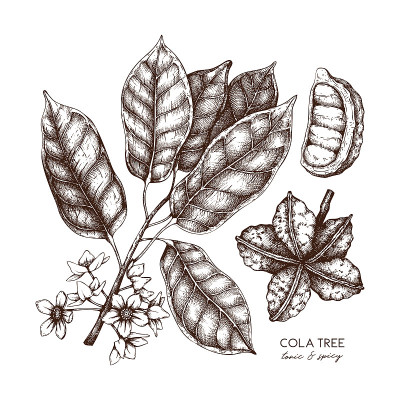 Tropical tree sketch