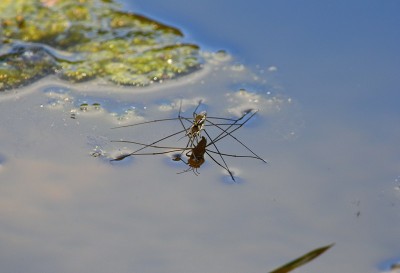 水步