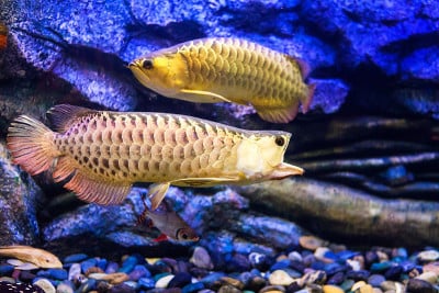 在水族馆里混合龙鱼的景色