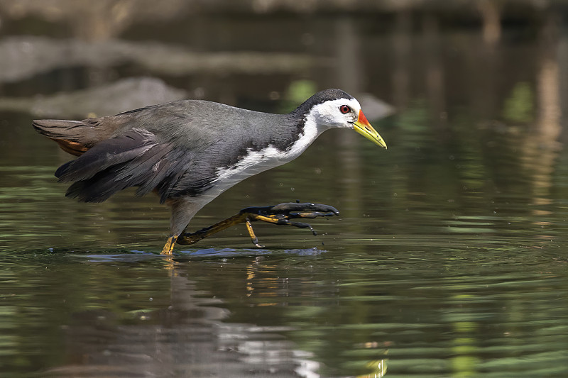 白胸水禽(Amaurornis phoenicurus)正在沼泽中寻找食物的图片。鸟。动物。