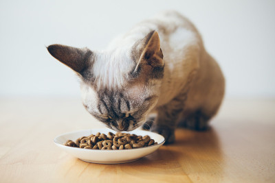 美丽的德文郡雷克斯猫正坐在一个食物盘旁边放在木地板上