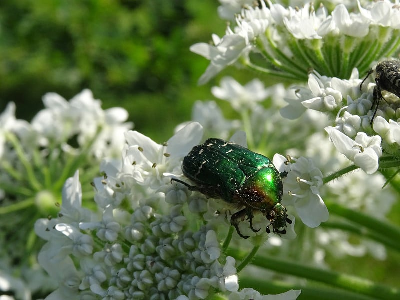 绿色金属甲虫，绿色金龟子，学名Cetonia aurata，坐在猪草上