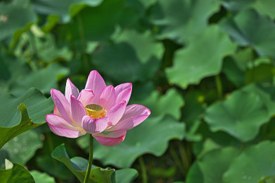 莲花