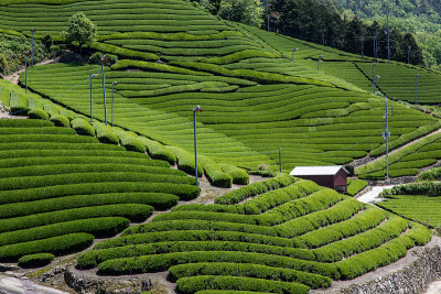 日本京都的茶园