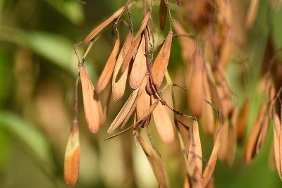 Fraxinus griffithii水果。