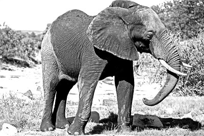 愤怒的非洲象Loxodonta africana 13540 BW
