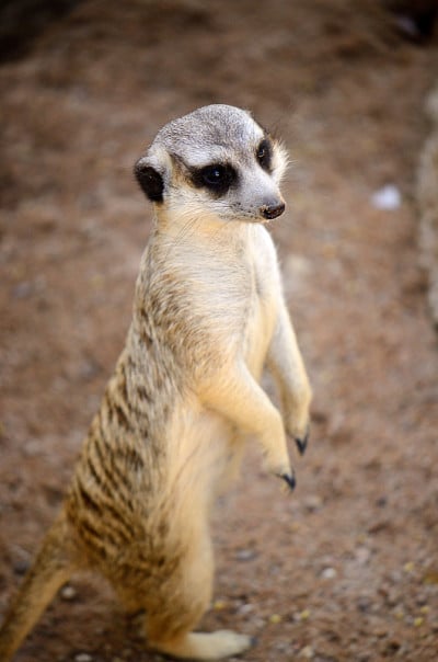 猫鼬 (Suricata suricatta)