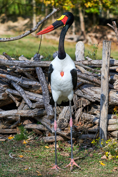 鞍嘴鹳(senegalensis)