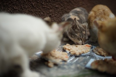 无家可归的猫吃塑料碗里的粥。