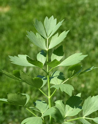 Levisticum,药用配方