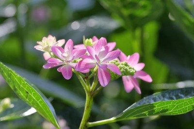 绣球花
