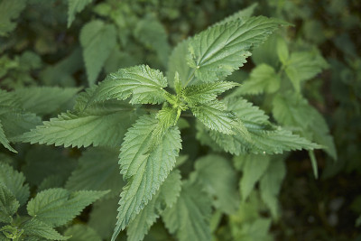 Urtica dioica