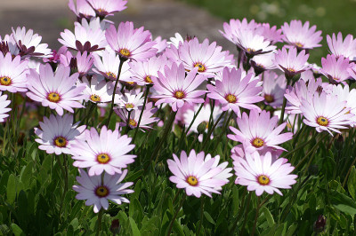 osteospermum
