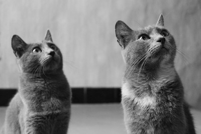 猫的协调