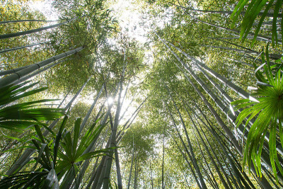 在安杜泽的普拉弗朗斯竹林有竹子