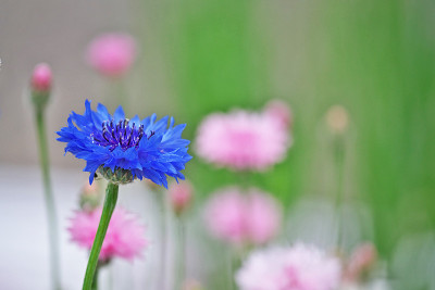 矢车菊