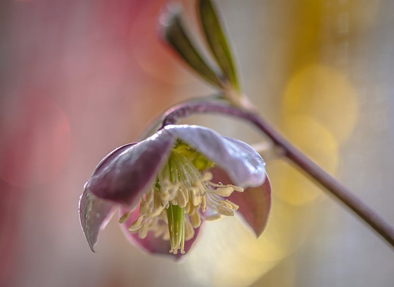 藜芦花