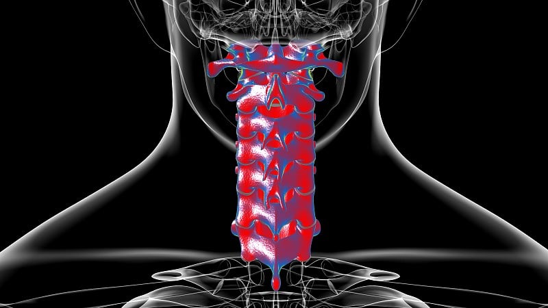 人体骨骼脊柱颈椎解剖3D