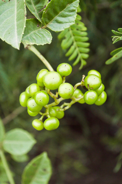Verginia爬虫树