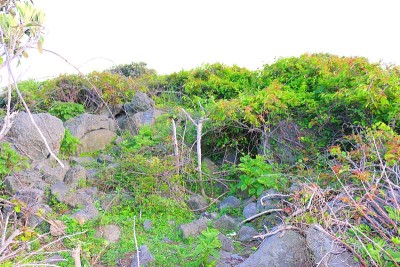 农村，村庄，春天，春天，鲜花，鲜花，邻里，大海，
