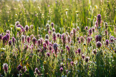 猫头鹰的三叶草(Castilleja exserta)盛开在高高的草丛中
