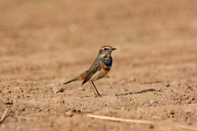 蓝喉男性(Luscinia svecica)