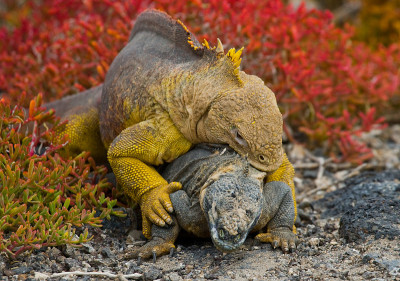Two land iguanas are fighting with each other.
