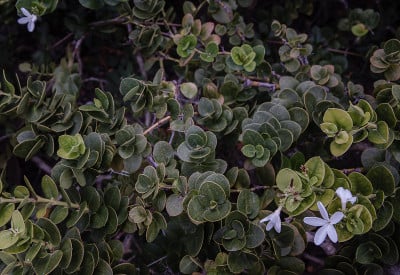 假虎刺属macrocarpa。白色的花和绿色的叶子背景。