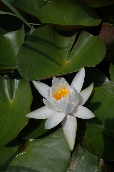 睡莲