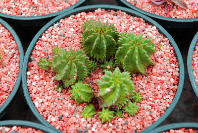 仙人掌属植物是仙人掌科上盆和红卵石类沙漠室内植物