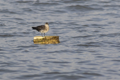 Artic Skua，印度马哈拉施特拉邦阿里堡海岸的寄生jaeger