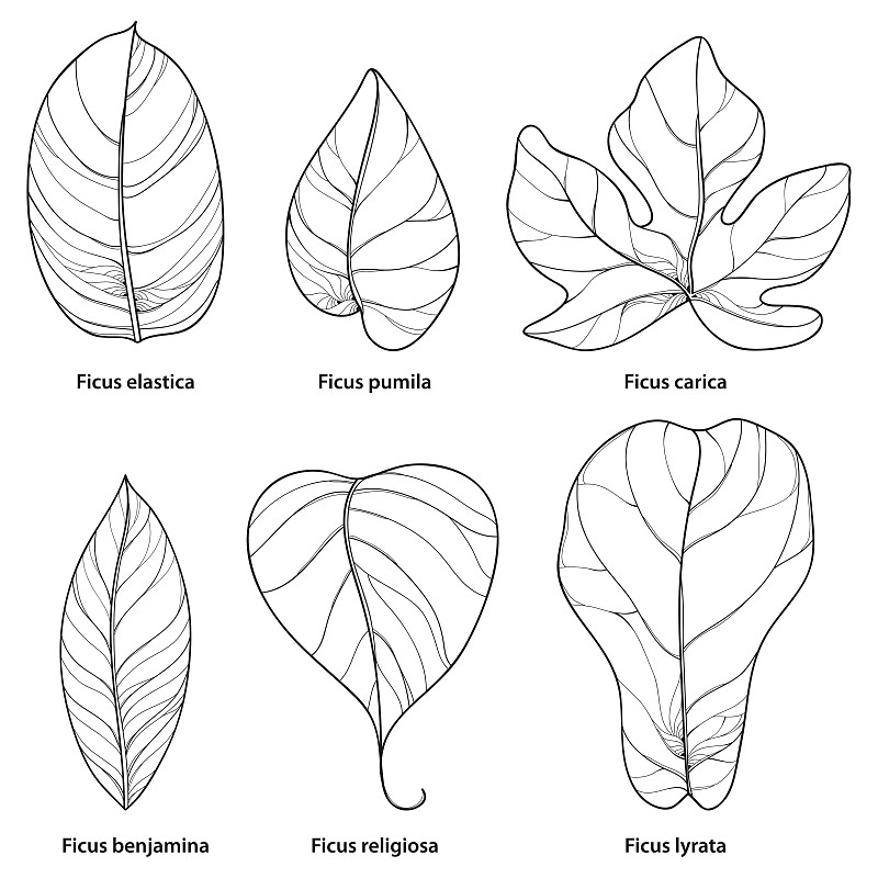 矢量集与轮廓不同的榕树叶孤立在白色的背景。